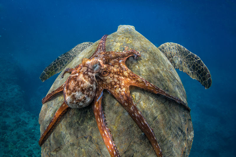 Imagen: Michael B. Hardie/Smithsonian